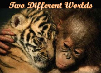 Two Different Worlds header image