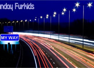 Funday Furkids: My Way My Way header
