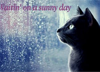 Funday Furkids: Waitin’ On A Sunny Day Waitin' on a sunny day