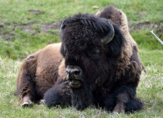 45,000 People Volunteer To Kill 12 Bison. Getting A Gun and Killing Something Is A Real High, Apparently