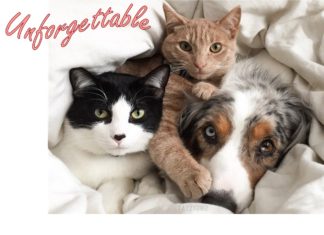 Unforgettable Furkids
