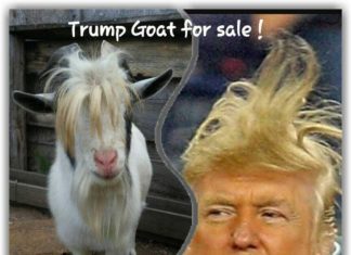 Have You Heard the One About Donald Trump and the Eight Goats? It’s True