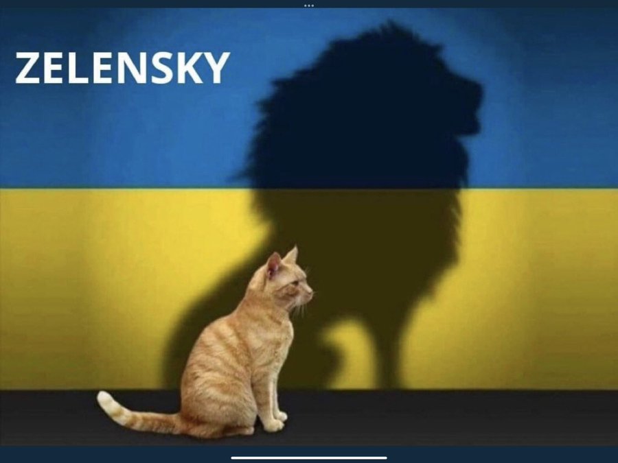 Zelensky cat