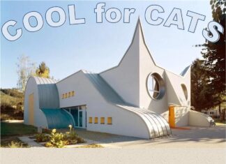 Furkids: School is Cool for Cats