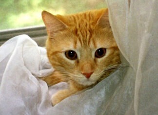 Wacky Wednesday Critters – The Bubbles Saga – Part 2