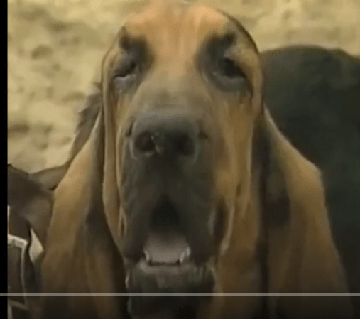 blood hound