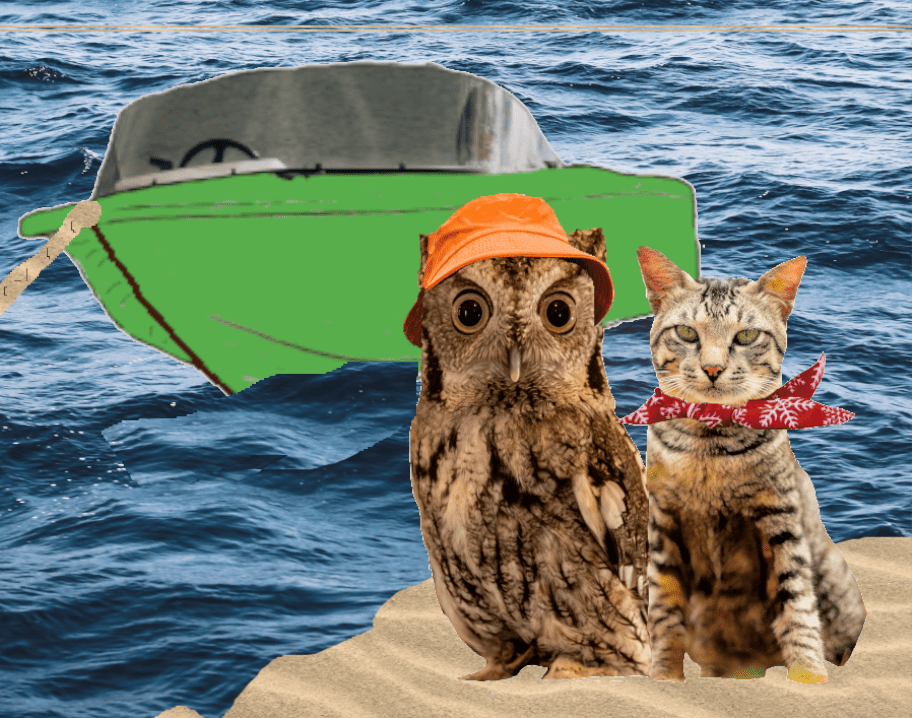 owl and cat intro