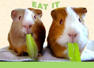 Furkids: Eat It