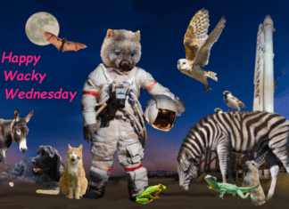 Wacky Wednesday Critters – And Yet More Limerix
