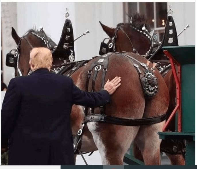 Horse's ass and Clydesdale