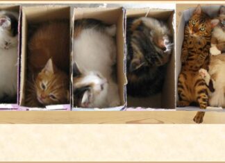Furkids Celebrate Boxing Day!