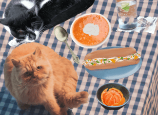 Wacky Wednesday Critters – Bunsteads and Soup for Lunch