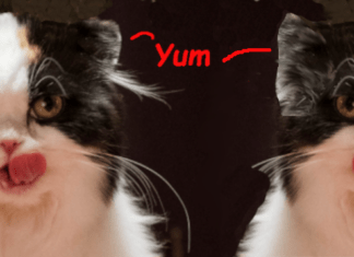 Wacky Wednesday Critters – A Tale of Two Cookies, Part 1