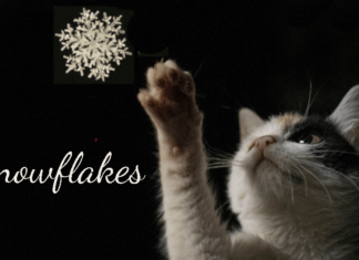 Wacky Wednesday Critters – Snowflakes