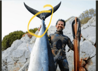 Junior’s Photo Op With A Dead, Balancing Tuna Has Twitter Howling