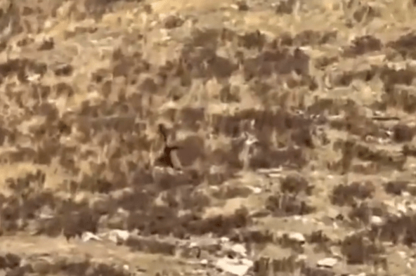 Bigfoot spotted