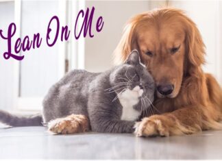 Furkids: You Can Lean On Us
