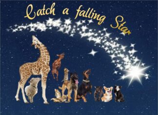 Furkids: A Pocketful of Starlight