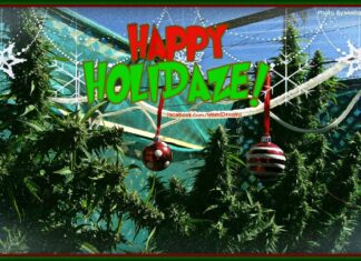 Merry Christmas Marijuana Users!