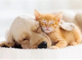Furkids: You Can Count On Me