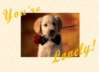 Furkids: We Love The Way You Look!