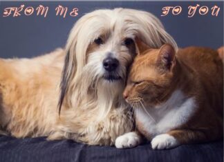 Furkids: With Love