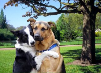 Furkids: Dancing Cheek to Cheek