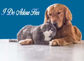 Furkids Fondly Remember Harry Belafonte
