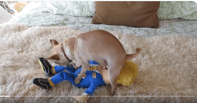 Dog Trump hump