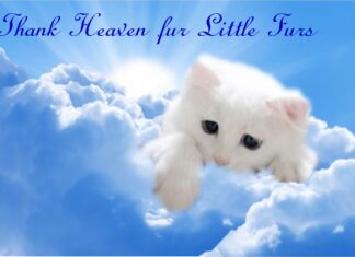 Furkids: Little Furs