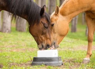 Presidential Horse Race Polls – And A Big “Grain” Of Salt