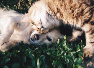 Furkids: Bridge Over Troubled Water