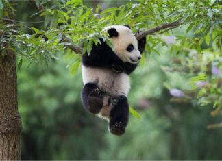 Furkids: Hold On! I’m Coming!