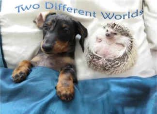 Furkids: Defenders of Diversity, Equity and Inclusion