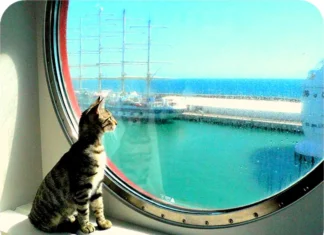 Furkids: Pass Me By