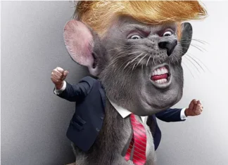 What About Those Transgender Mice Donald Is So Scared Of?
