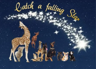 Furkids: Catch a Falling Star