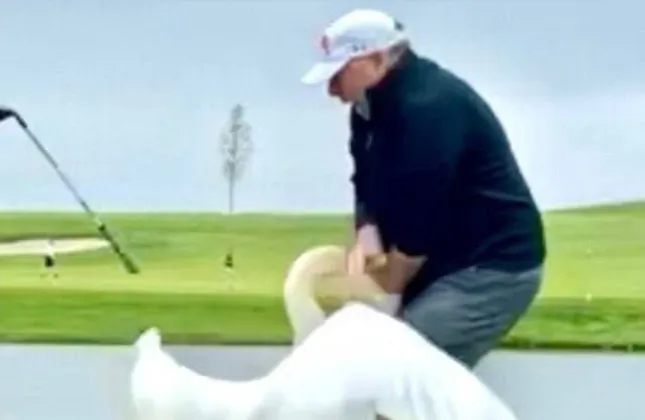 Witkoff swan bite