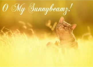 Furkids: O Sole Mio