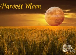 Furkids: Celebrating the Supermoon!