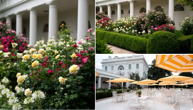 Rose Garden before and after