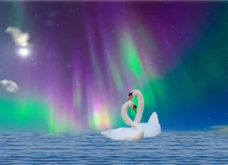 Furkids: A Thousand Years