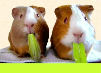 Furkids: Nom Nom Nom