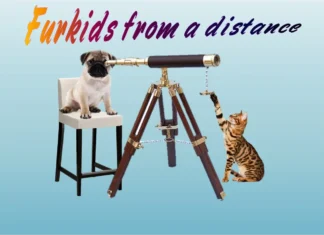 Furkids’ Welcome Wishes for 2026