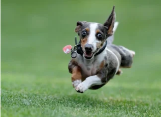 Furkids: Run To Me