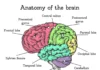 Trump’s Brain Is Falling Apart