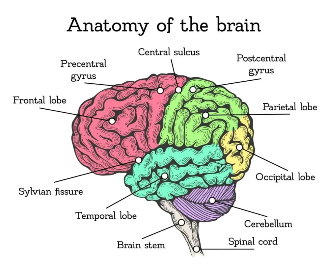 Anatomy of the Brain Trump column A 05-10-2026