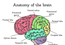 Trump’s Brain Is Falling Apart