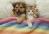Furkids Celebrate Pride Month