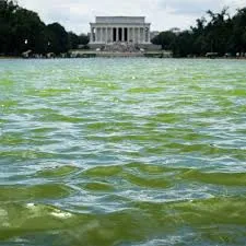 Green Reflecting Pool 06-16-2026